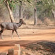 Sambhar deer Sambhar deer - PhotoDune Item for Sale