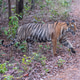 Bengal tiger Bengal tiger - PhotoDune Item for Sale