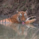Royal Bengal tiger Royal Bengal tiger - PhotoDune Item for Sale