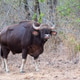 Gaur Gaur - PhotoDune Item for Sale