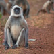 Gray langur Gray langur - PhotoDune Item for Sale