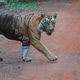 Bengal tiger walking on the forest road Bengal tiger walking on the forest road - PhotoDune Item for Sale