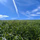 Peaceful green grass field under bright blue sky with soft white clouds and natural summer landscape Peaceful green grass field under bright blue sky with soft white clouds and natural summer landscape - PhotoDune Item for Sale