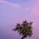Solitary tree under pastel twilight sky in Provence, France Solitary tree under pastel twilight sky in Provence, France - PhotoDune Item for Sale