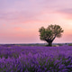 Lavender field with lonely tree at pink pastel sunset in Provence, France Lavender field with lonely tree at pink pastel sunset in Provence, France - PhotoDune Item for Sale