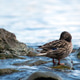 Wild mallard duck standing Wild mallard duck standing - PhotoDune Item for Sale