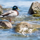 Wild mallard duck standing Wild mallard duck standing - PhotoDune Item for Sale