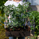 Woman carrying fresh growing tomato plants in wooden crate Woman carrying fresh growing tomato plants in wooden crate - PhotoDune Item for Sale