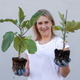 Woman holding eggplant seedlings with root ball Woman holding eggplant seedlings with root ball - PhotoDune Item for Sale