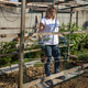 Woman planting tomato seedling in backyard garden trellis Woman planting tomato seedling in backyard garden trellis - PhotoDune Item for Sale