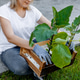 Woman planting seedlings in a wooden crate Woman planting seedlings in a wooden crate - PhotoDune Item for Sale