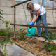 Woman watering young vegetable plants in garden Woman watering young vegetable plants in garden - PhotoDune Item for Sale