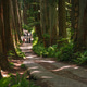 Forest tree trail redwood fern forest tree trail redwood fern with hiker on shaded woodland path Forest tree trail redwood fern forest tree trail redwood fern with hiker on shaded woodland path - PhotoDune Item for Sale