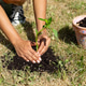 Person planting new green plant in outdoor garden Person planting new green plant in outdoor garden - PhotoDune Item for Sale