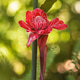 Ginger flower Ginger flower - PhotoDune Item for Sale