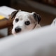 Curious Dog Peeking Over Sofa Indoors Curious Dog Peeking Over Sofa Indoors - PhotoDune Item for Sale