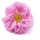 Bulgarian Rose (Kazanlak) Bulgarian Rose (Kazanlak) - PhotoDune Item for Sale