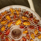 Drying colorful cherry tomatoes in a dehydrator for healthy snacks during summer Drying colorful cherry tomatoes in a dehydrator for healthy snacks during summer - PhotoDune Item for Sale