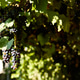 Clusters of ripe grapes hang in a lush vineyard under the bright sun during the harvest season Clusters of ripe grapes hang in a lush vineyard under the bright sun during the harvest season - PhotoDune Item for Sale
