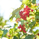 Red berries grow on lush green branches under bright sunlight in a serene garden setting Red berries grow on lush green branches under bright sunlight in a serene garden setting - PhotoDune Item for Sale