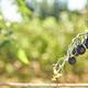Black tomatoes grow on the vine in a sunny garden at midday Black tomatoes grow on the vine in a sunny garden at midday - PhotoDune Item for Sale