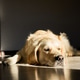 Golden retriever relaxing quietly in a sunlit room during afternoon hours Golden retriever relaxing quietly in a sunlit room during afternoon hours - PhotoDune Item for Sale