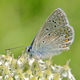 Common blue butterfly Common blue butterfly - PhotoDune Item for Sale