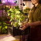 Middle Aged Woman Carrying Seedlings in Indoor Urban Farm Middle Aged Woman Carrying Seedlings in Indoor Urban Farm - PhotoDune Item for Sale