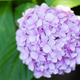 Closeup Purple Hydrangea Bloom With Soft Green Background Closeup Purple Hydrangea Bloom With Soft Green Background - PhotoDune Item for Sale
