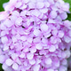 Purple Hydrangea Bloom Close Up with Soft Focus Background Copy Purple Hydrangea Bloom Close Up with Soft Focus Background Copy - PhotoDune Item for Sale