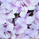Soft Purple Hydrangea Petal Background Soft Purple Hydrangea Petal Background - PhotoDune Item for Sale