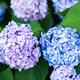 Blue And Purple Hydrangea Flowers Close Up With Green Leaves Blue And Purple Hydrangea Flowers Close Up With Green Leaves - PhotoDune Item for Sale