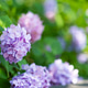 Purple Hydrangea Blossoms on Paved Walkway With Soft Green Purple Hydrangea Blossoms on Paved Walkway With Soft Green - PhotoDune Item for Sale