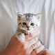 Cute Scottish Fold Kitten Held in Owner's Hands at Home Cute Scottish Fold Kitten Held in Owner's Hands at Home - PhotoDune Item for Sale