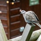 Eurasian Collared dove perched on a wooden garden swing against a brown coloured garden shed Eurasian Collared dove perched on a wooden garden swing against a brown coloured garden shed - PhotoDune Item for Sale