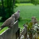 Eurasian Collared doves perched on a wooden garden fence in a lush green countryside setting during Eurasian Collared doves perched on a wooden garden fence in a lush green countryside setting during - PhotoDune Item for Sale