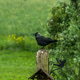 Jackdaw Perched on Wooden Pole Supporting Weather Vane Against Lush Green Countryside Background Jackdaw Perched on Wooden Pole Supporting Weather Vane Against Lush Green Countryside Background - PhotoDune Item for Sale