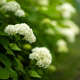 Blooming white Annabelle hydrangea flowers in lush summer garden with soft bokeh and natural light. Blooming white Annabelle hydrangea flowers in lush summer garden with soft bokeh and natural light. - PhotoDune Item for Sale