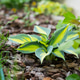 Plantain lily or Hosta plant variegated in garden bed with bark among other greenery. Hosta leaves, Plantain lily or Hosta plant variegated in garden bed with bark among other greenery. Hosta leaves, - PhotoDune Item for Sale