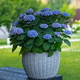 Blooming blue Hydrangea macrophylla Magical Evolution in wicker planter on outdoor patio with blurre Blooming blue Hydrangea macrophylla Magical Evolution in wicker planter on outdoor patio with blurre - PhotoDune Item for Sale