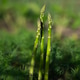 Fresh green asparagus growing in garden bed among lush spring greenery. Natural organic farming, hea Fresh green asparagus growing in garden bed among lush spring greenery. Natural organic farming, hea - PhotoDune Item for Sale