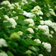 Beautiful white Annabelle hydrangea flowers blooming in lush summer garden. Fresh green foliage, sof Beautiful white Annabelle hydrangea flowers blooming in lush summer garden. Fresh green foliage, sof - PhotoDune Item for Sale