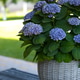 Blooming blue Hydrangea macrophylla Magical Evolution in wicker planter on outdoor patio with blurre Blooming blue Hydrangea macrophylla Magical Evolution in wicker planter on outdoor patio with blurre - PhotoDune Item for Sale