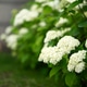 Beautiful white Annabelle hydrangea flowers blooming in lush summer garden. Fresh green foliage, sof Beautiful white Annabelle hydrangea flowers blooming in lush summer garden. Fresh green foliage, sof - PhotoDune Item for Sale