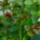 Rose shoot full of aphids, pest and other insects. Garden pests, treatment and care. Plant disease i Rose shoot full of aphids, pest and other insects. Garden pests, treatment and care. Plant disease i - PhotoDune Item for Sale