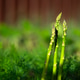 Fresh green asparagus growing in garden bed among lush spring greenery. Natural organic farming, hea Fresh green asparagus growing in garden bed among lush spring greenery. Natural organic farming, hea - PhotoDune Item for Sale