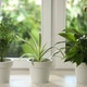 Potted houseplants on white wooden window sill indoors Potted houseplants on white wooden window sill indoors - PhotoDune Item for Sale
