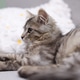 Cute kitten resting on sofa at home Cute kitten resting on sofa at home - PhotoDune Item for Sale