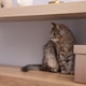 Cute kitten on wooden cabinet indoors, space for text Cute kitten on wooden cabinet indoors, space for text - PhotoDune Item for Sale
