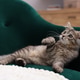 Cute kitten on armchair at home. Adorable pet Cute kitten on armchair at home. Adorable pet - PhotoDune Item for Sale